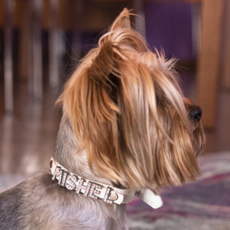 Нашийник за куче с ИМЕ – избор на букви за персонализация